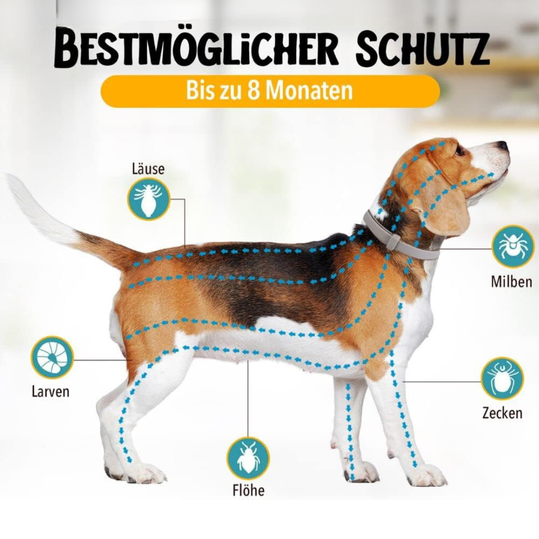 Natural Tick and Flea Protection for Dogs