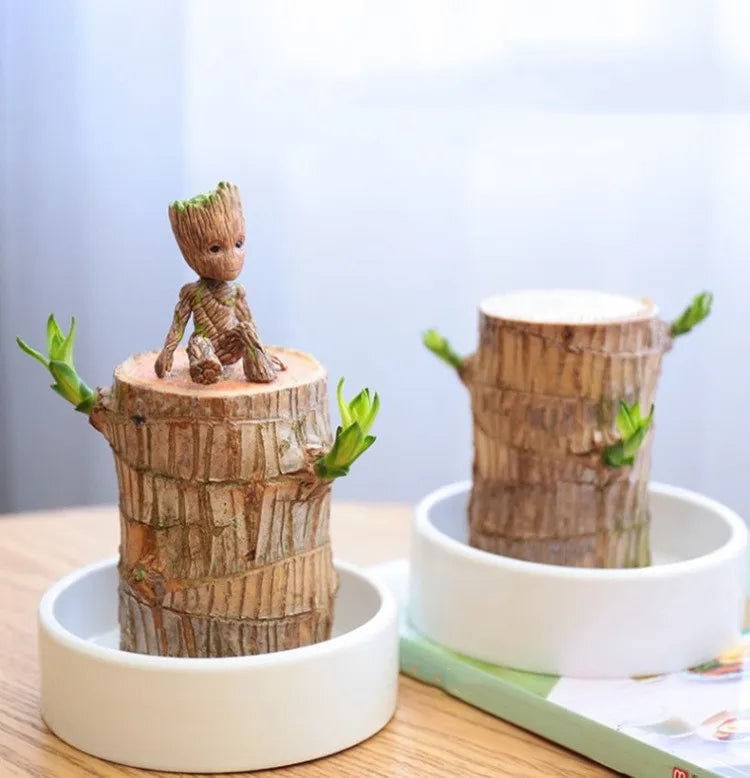 Terrarium Lucky Wood