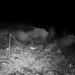 16MP Night Vision Wildlife Camera with Motion Sensor