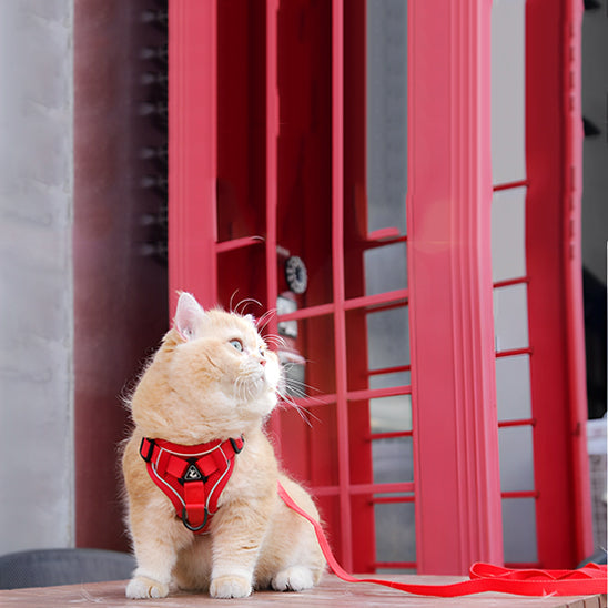 Cat Anti-Escape Harness - Safety & Freedom for Your Cat