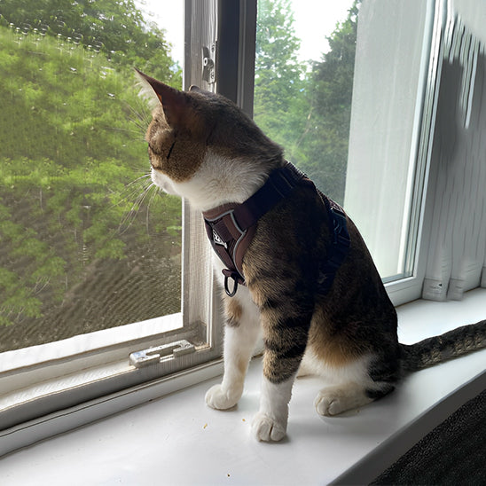 Cat Anti-Escape Harness - Safety & Freedom for Your Cat
