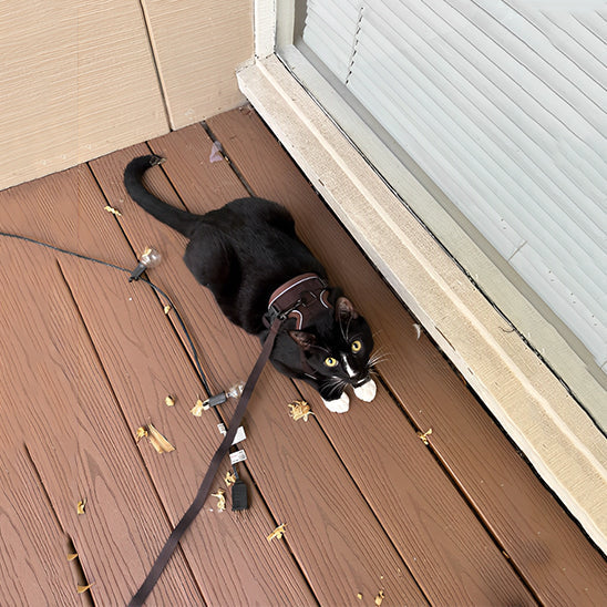 Cat Anti-Escape Harness - Safety & Freedom for Your Cat