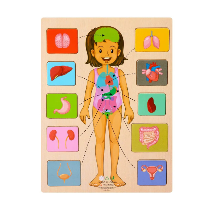 Children's Human Body Educational Wooden Puzzle Toy