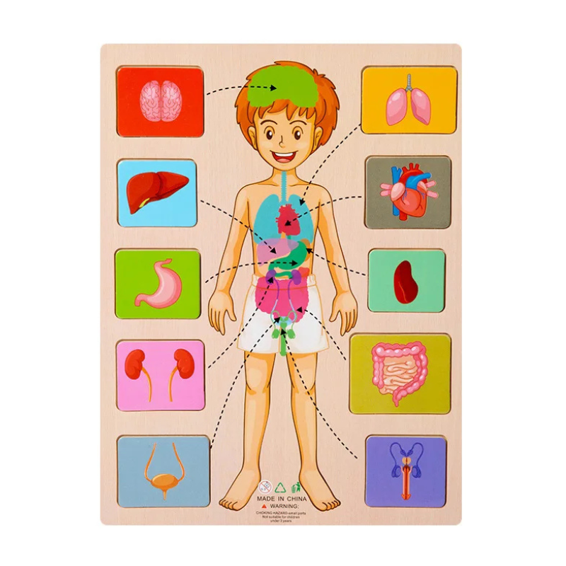 Children's Human Body Educational Wooden Puzzle Toy