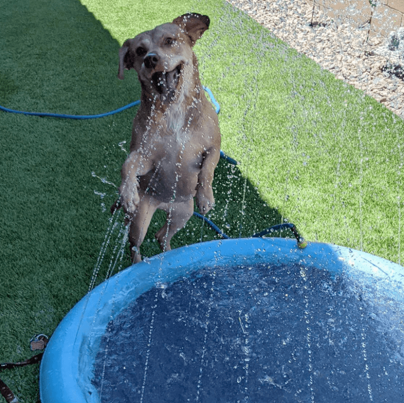 Dog Sprinkler Pad for Dogs – Cool Down and Play in Summer Heat!