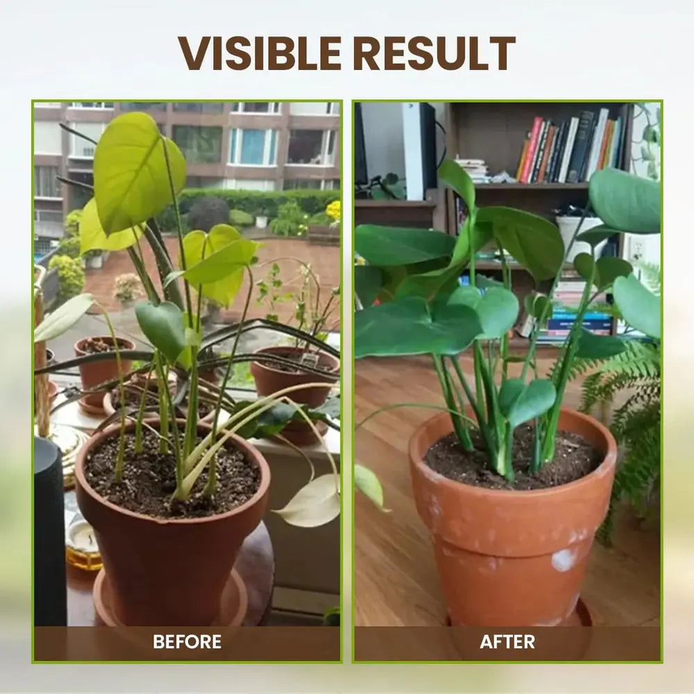 Organic Soil Activator for Robust Plant Growth