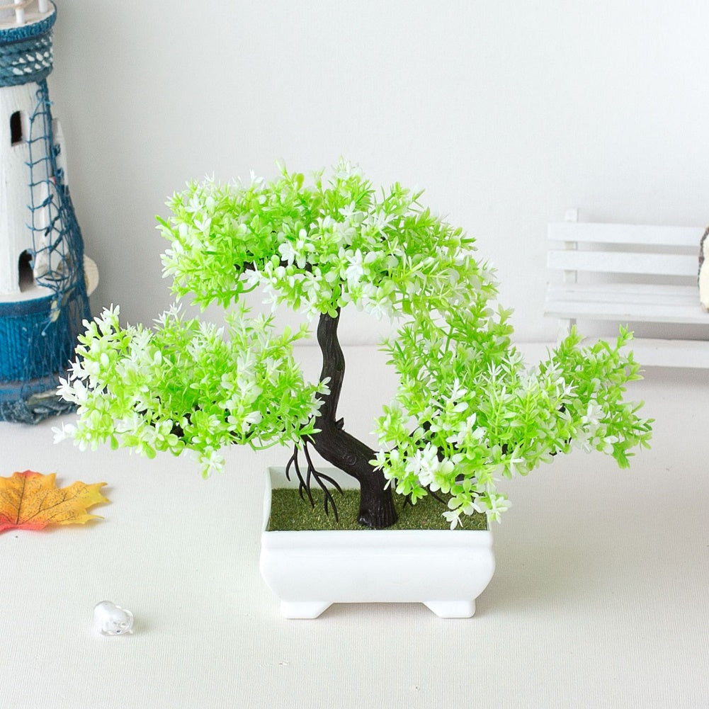 Plant Bonsai