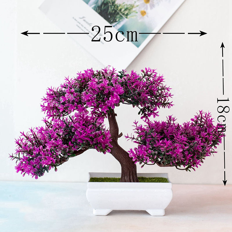 Plant Bonsai