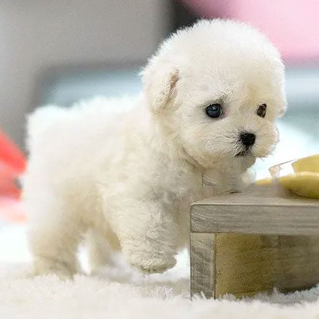 Realistic Interactive Robot Puppy for Home Companionship