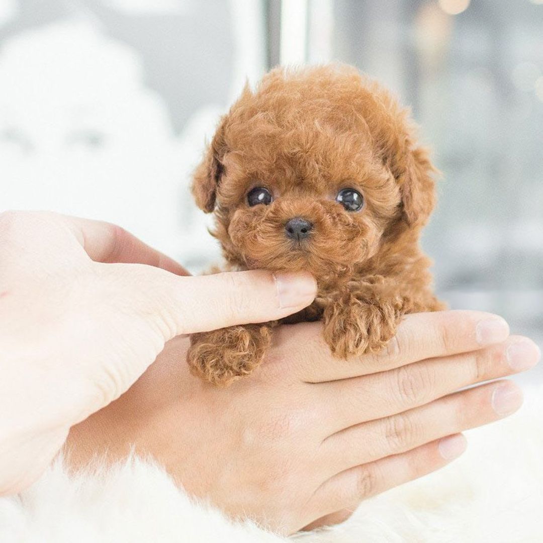 Realistic Interactive Robot Puppy for Home Companionship