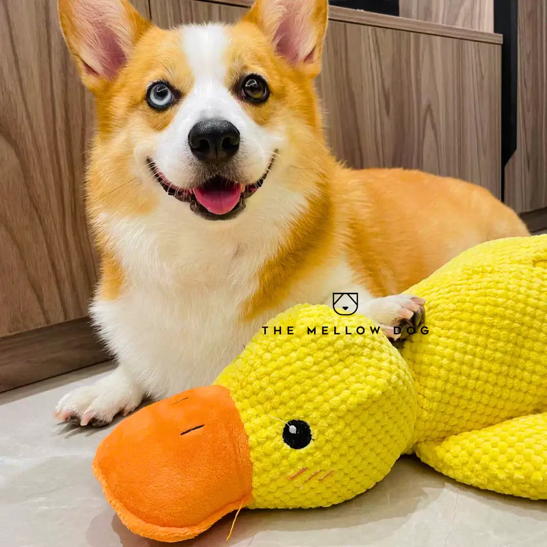 Soothing Duck - Dog Toy for Joy and Well-being