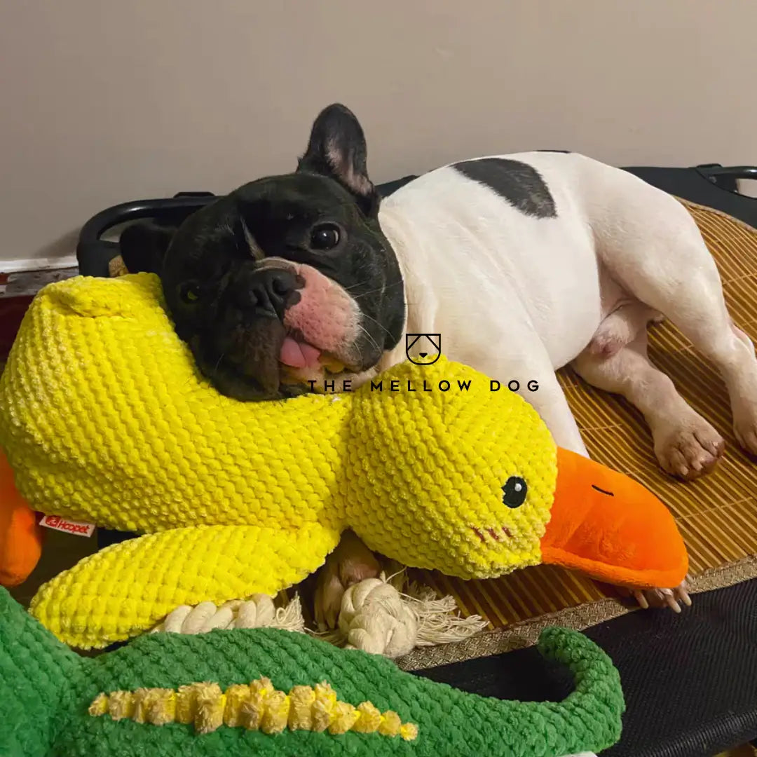 Soothing Duck - Dog Toy for Joy and Well-being