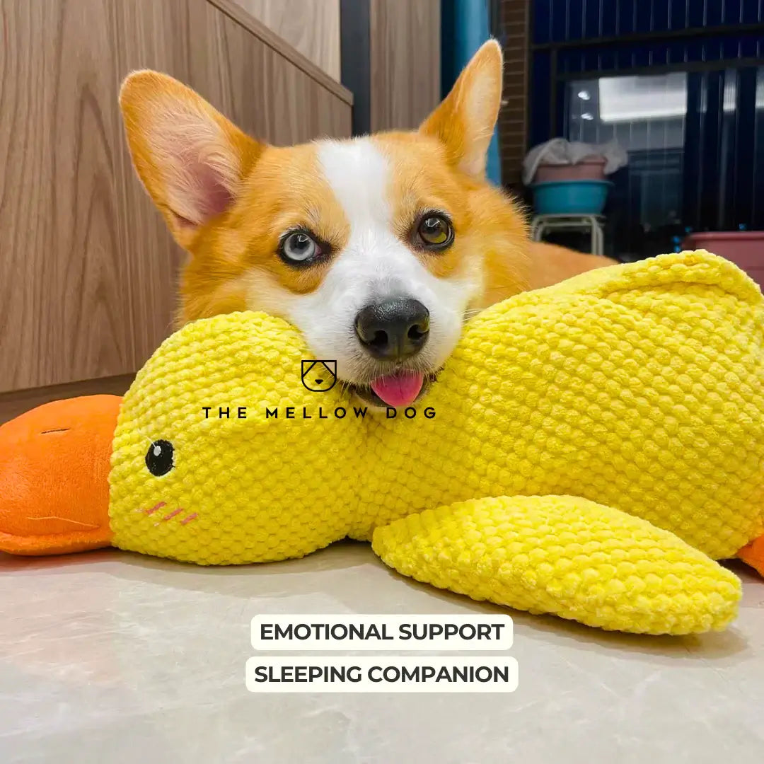 Soothing Duck - Dog Toy for Joy and Well-being