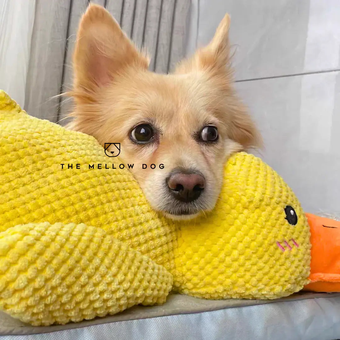 Soothing Duck - Dog Toy for Joy and Well-being