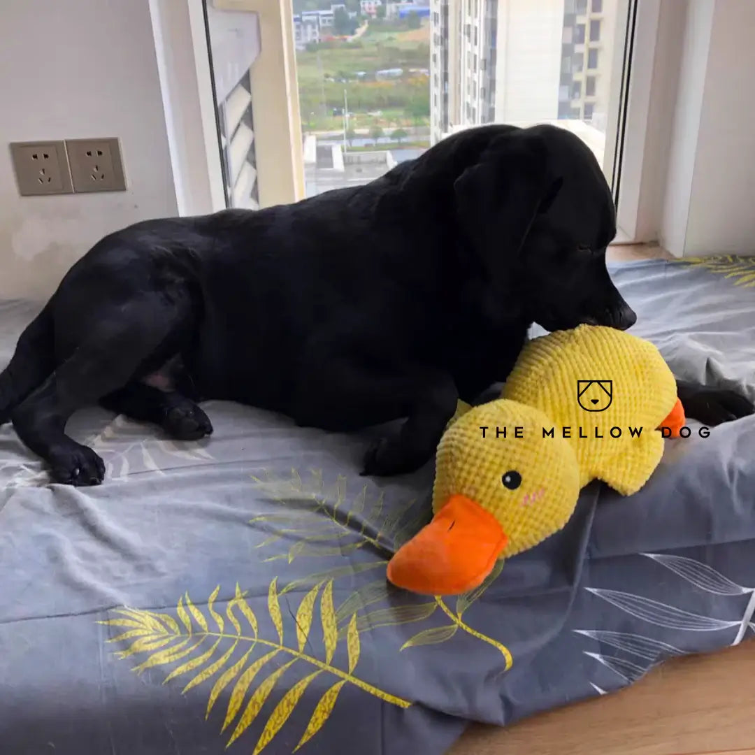 Soothing Duck - Dog Toy for Joy and Well-being