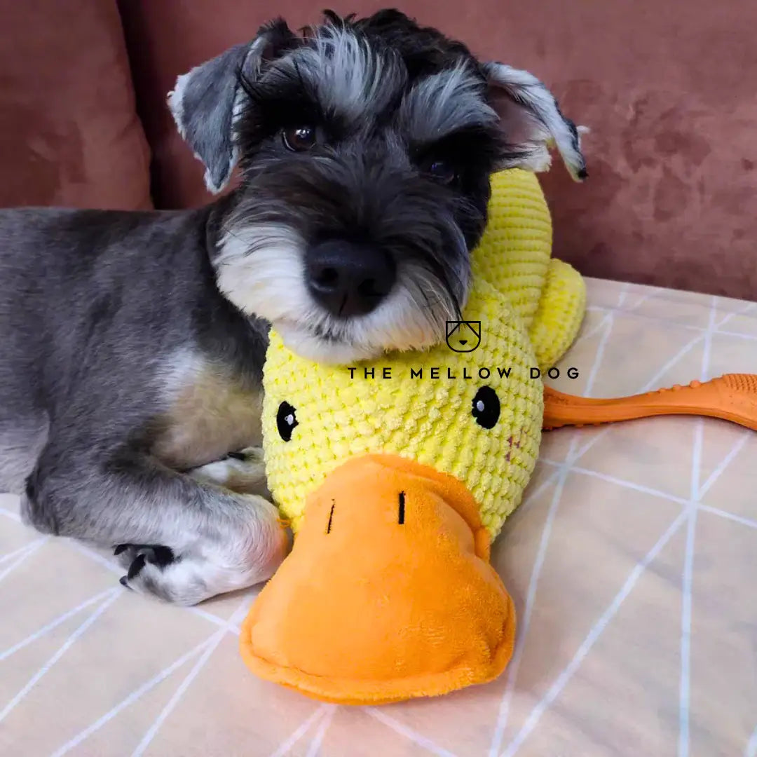 Soothing Duck - Dog Toy for Joy and Well-being