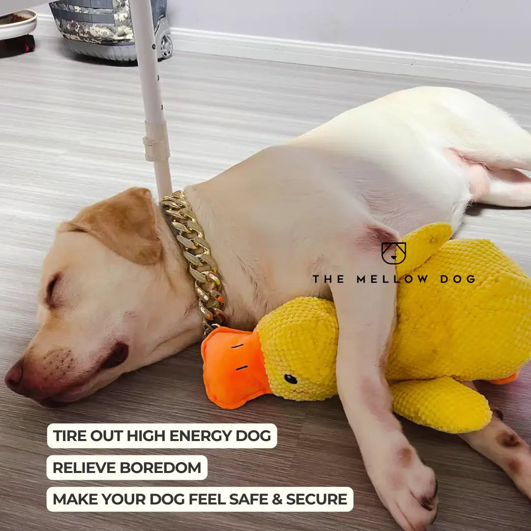 Soothing Duck - Dog Toy for Joy and Well-being