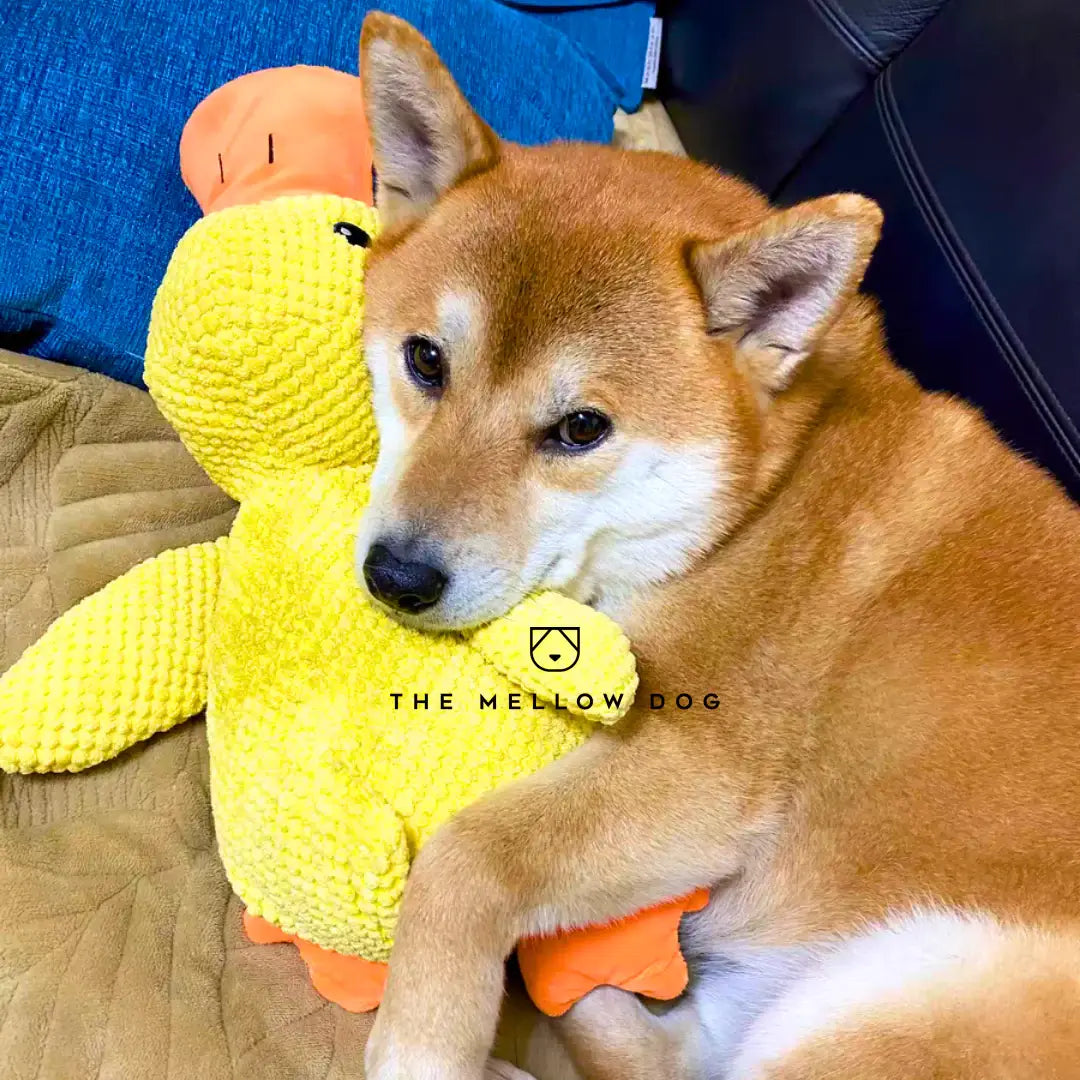 Soothing Duck - Dog Toy for Joy and Well-being