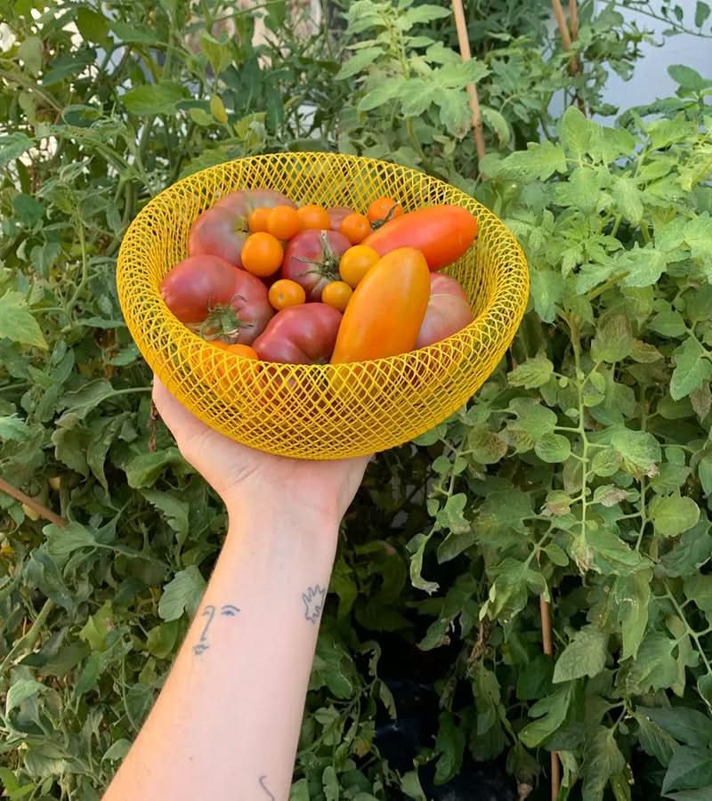 Steel Mesh Fruit Basket with Ventilation for Fresh Storage