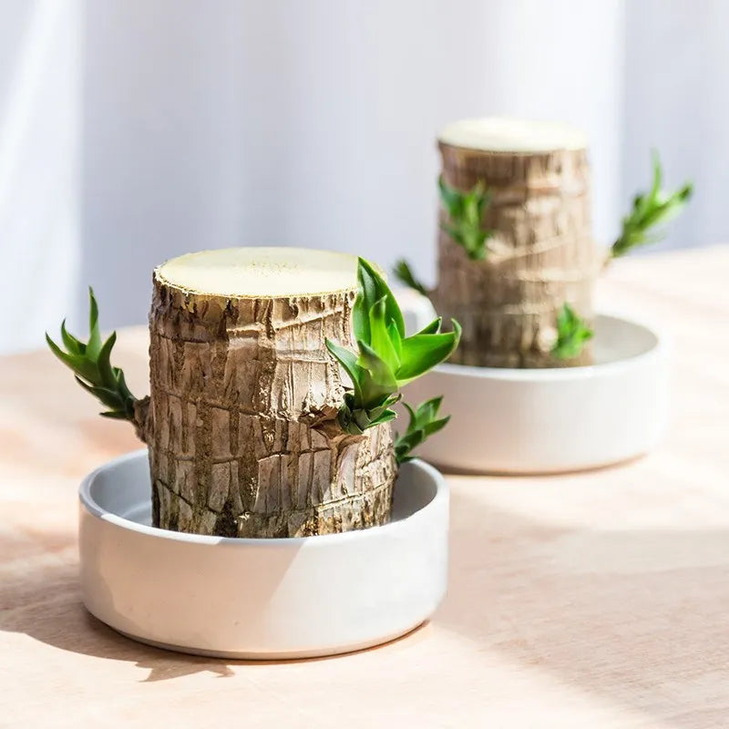 Terrarium Lucky Wood