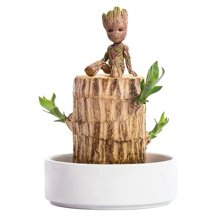Terrarium Lucky Wood