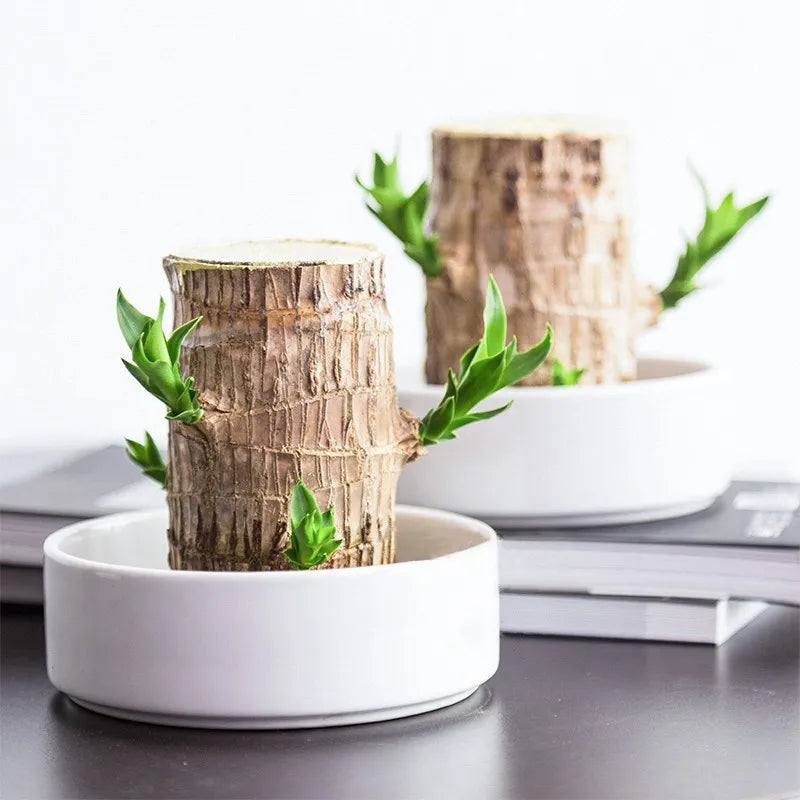 Terrarium Lucky Wood